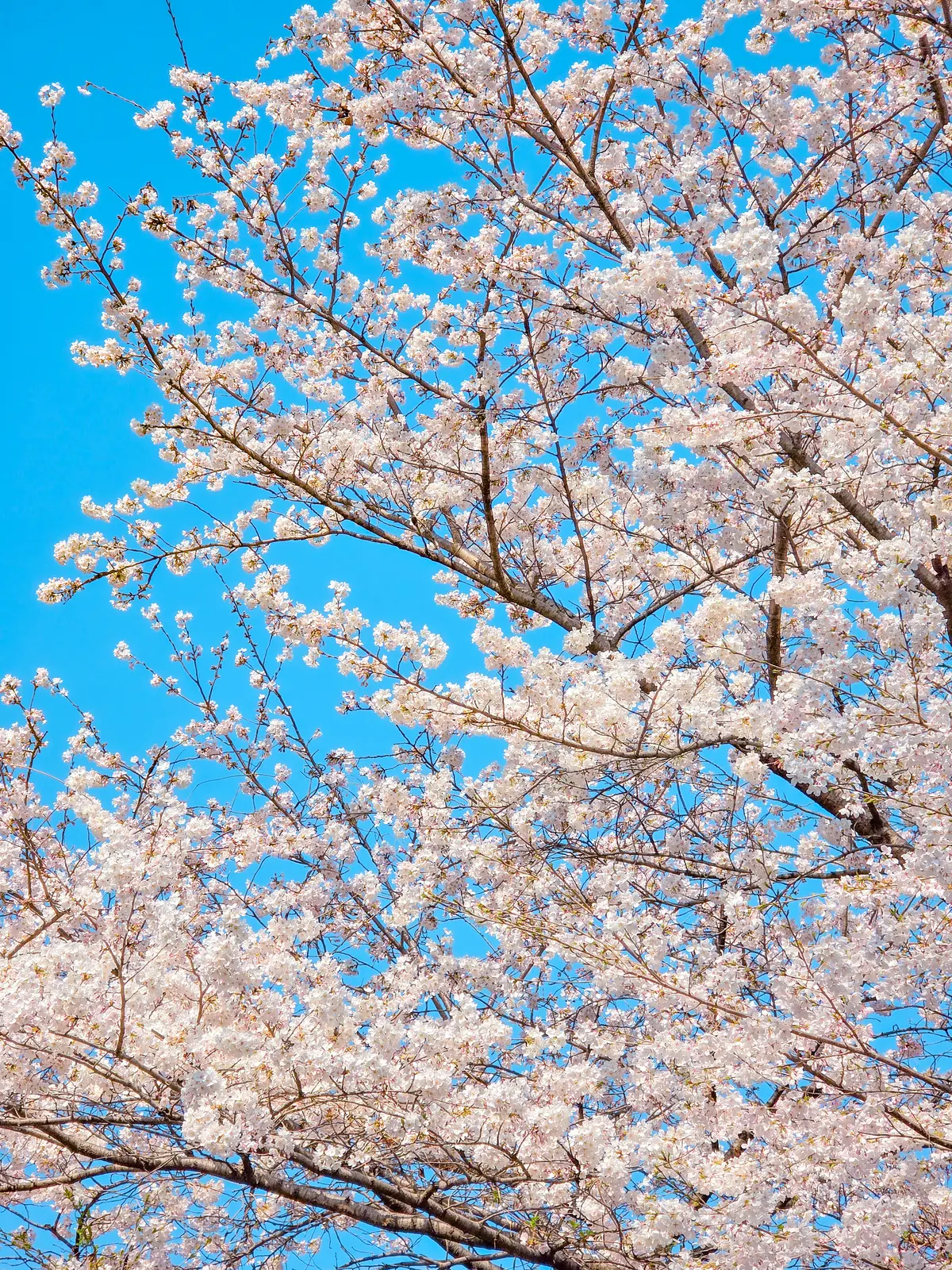 Spring Excursion 2025 26