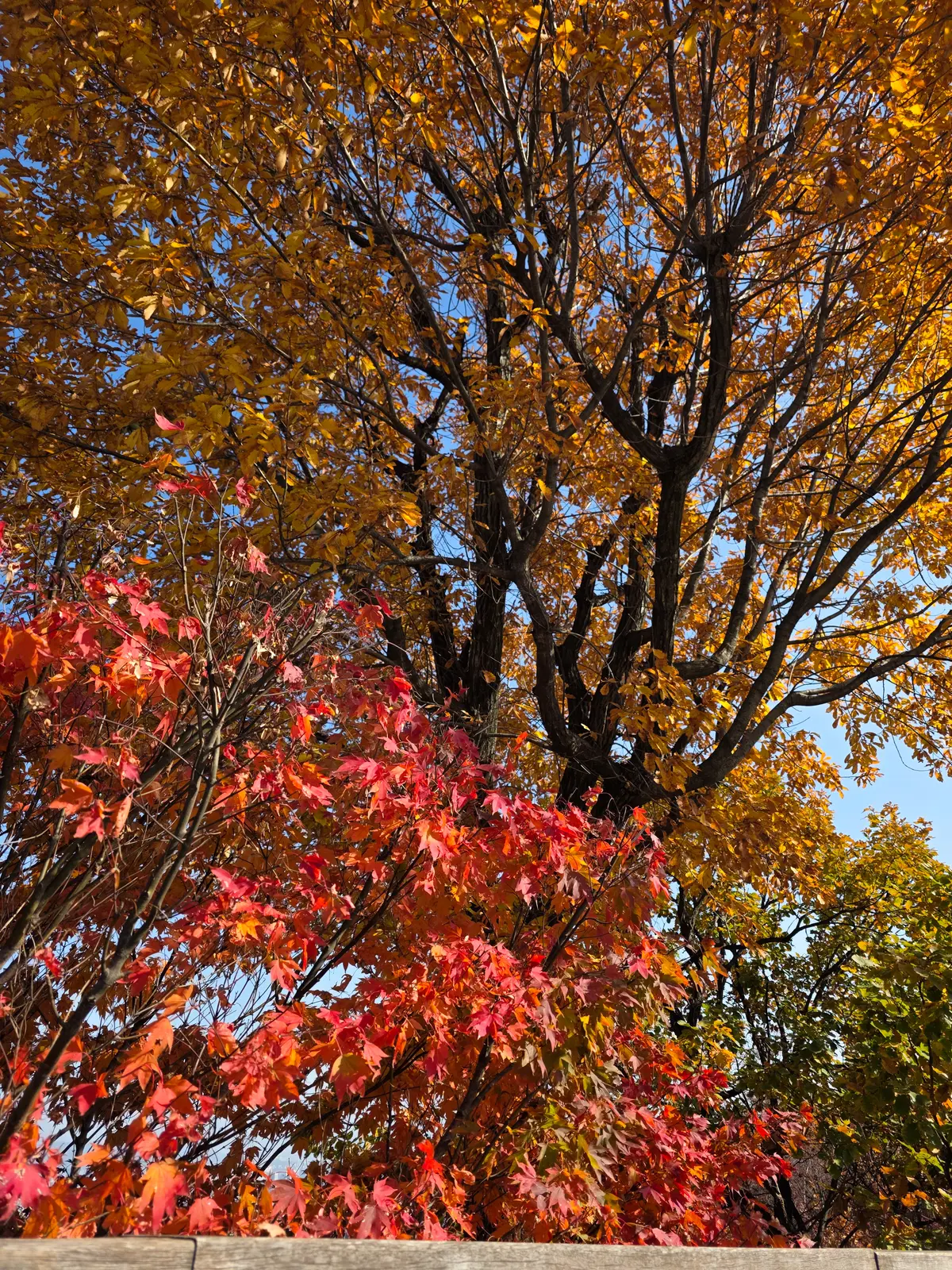 Autumn Excursion 2025 2